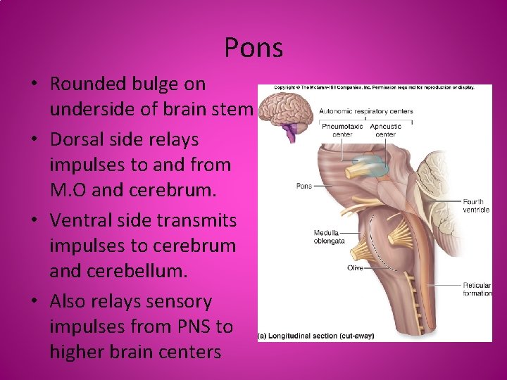 Pons • Rounded bulge on underside of brain stem • Dorsal side relays impulses