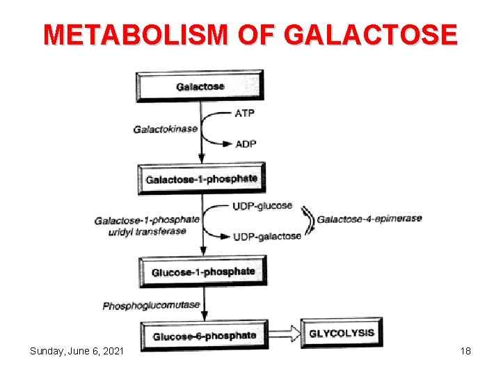 METABOLISM OF GALACTOSE Sunday, June 6, 2021 18 