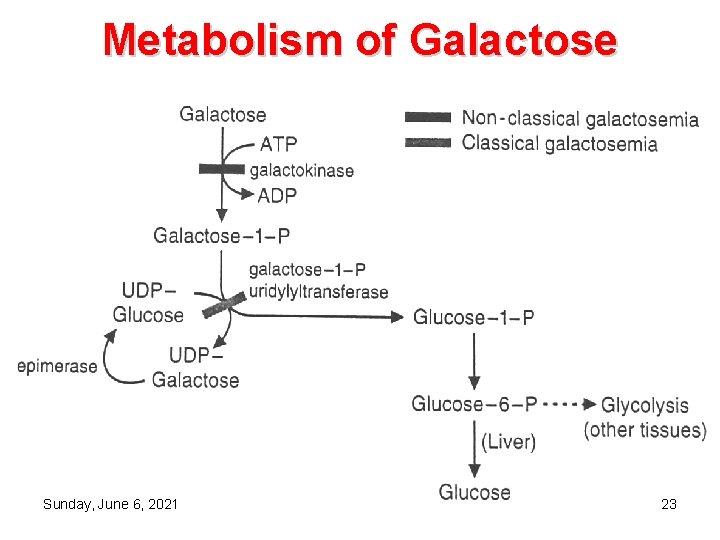 Metabolism of Galactose Sunday, June 6, 2021 23 