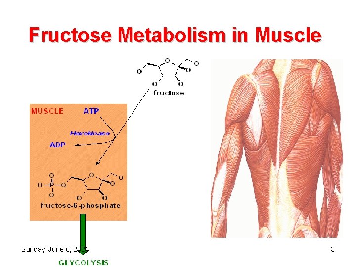 Fructose Metabolism in Muscle Sunday, June 6, 2021 3 