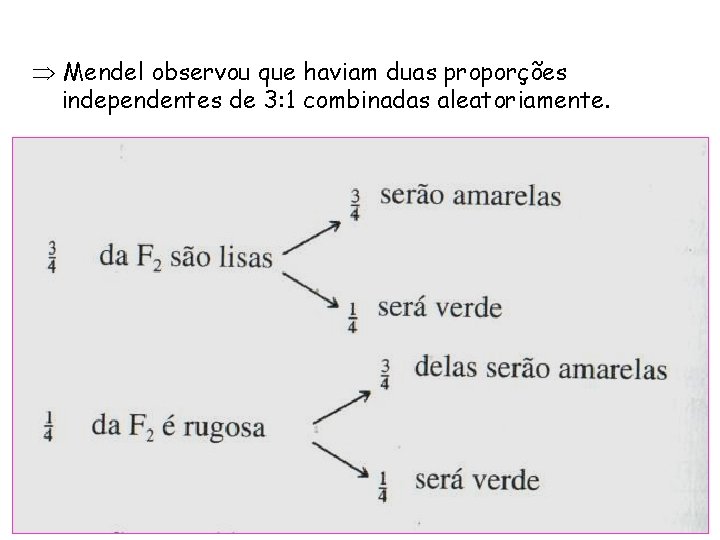 Þ Mendel observou que haviam duas proporções independentes de 3: 1 combinadas aleatoriamente. 