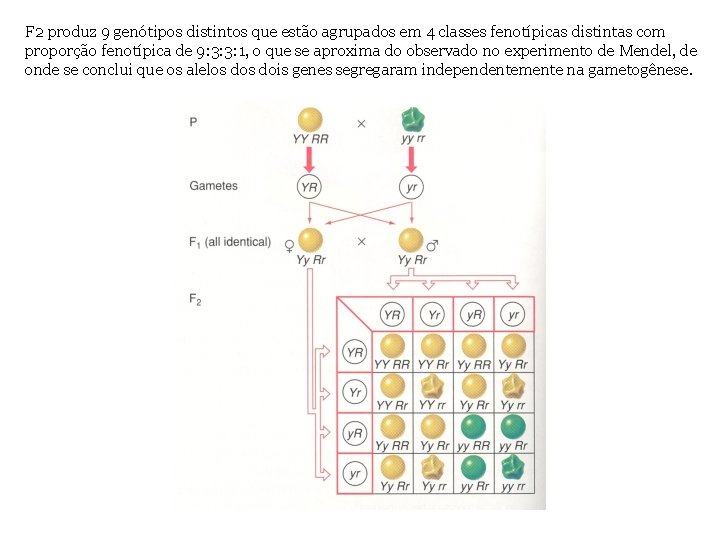 F 2 produz 9 genótipos distintos que estão agrupados em 4 classes fenotípicas distintas