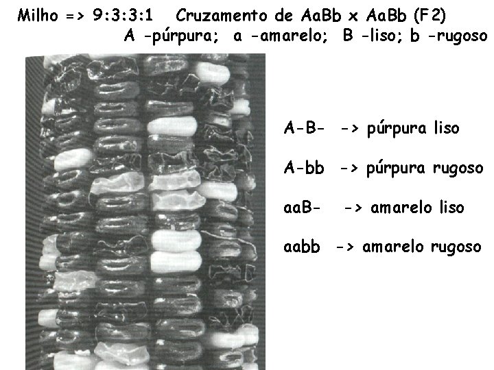 Milho => 9: 3: 3: 1 Cruzamento de Aa. Bb x Aa. Bb (F