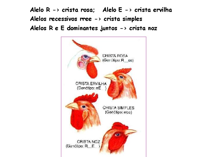 Alelo R -> crista rosa; Alelo E -> crista ervilha Alelos recessivos rree ->