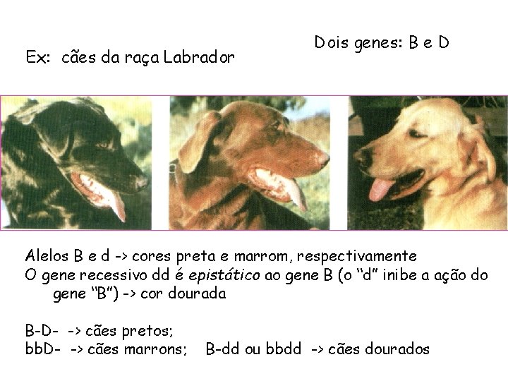 Ex: cães da raça Labrador Dois genes: B e D Alelos B e d