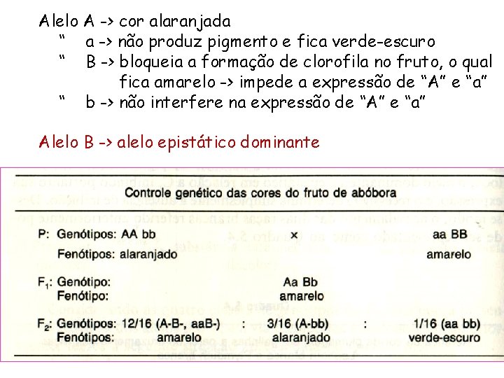 Alelo A -> cor alaranjada “ a -> não produz pigmento e fica verde-escuro