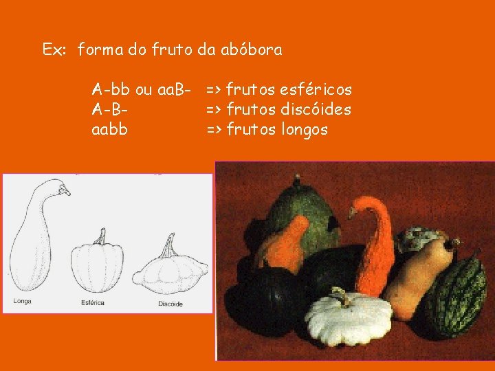 Ex: forma do fruto da abóbora A-bb ou aa. B- => frutos esféricos A-B=>