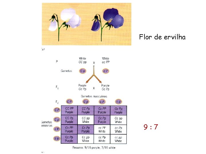 Flor de ervilha 9: 7 