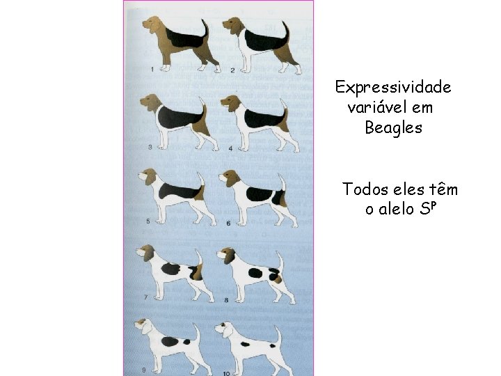 Expressividade variável em Beagles Todos eles têm o alelo SP 