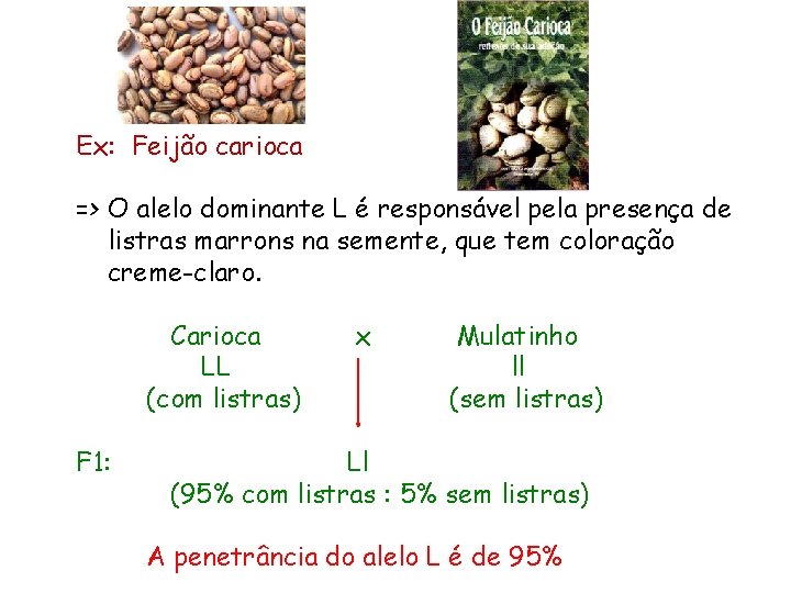 Ex: Feijão carioca => O alelo dominante L é responsável pela presença de listras