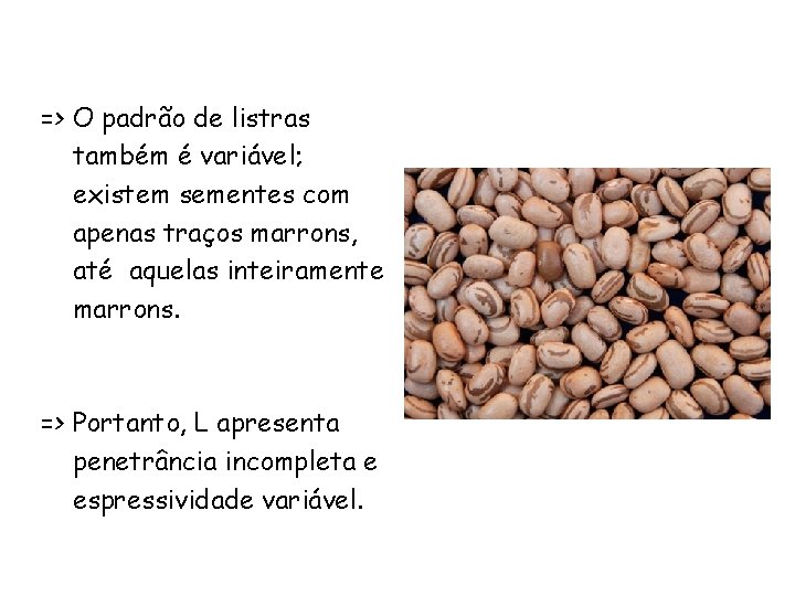 => O padrão de listras também é variável; existem sementes com apenas traços marrons,