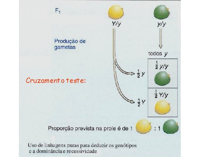 Cruzamento teste: 