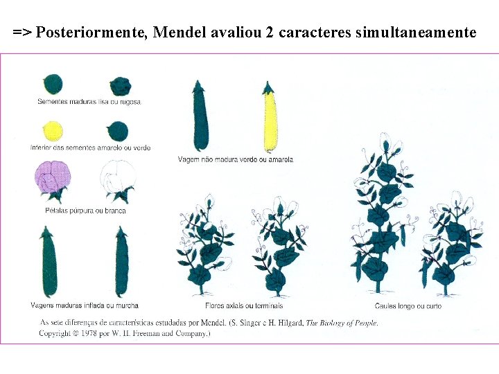 => Posteriormente, Mendel avaliou 2 caracteres simultaneamente 