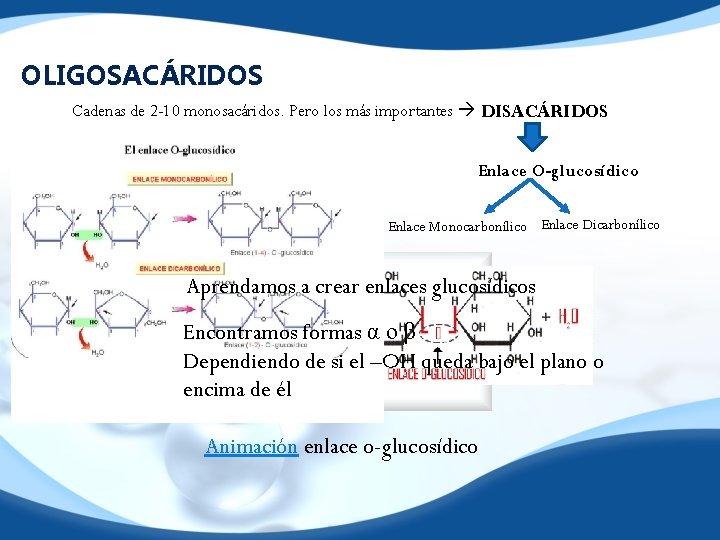 OLIGOSACÁRIDOS Cadenas de 2 -10 monosacáridos. Pero los más importantes DISACÁRIDOS Enlace O-glucosídico Enlace