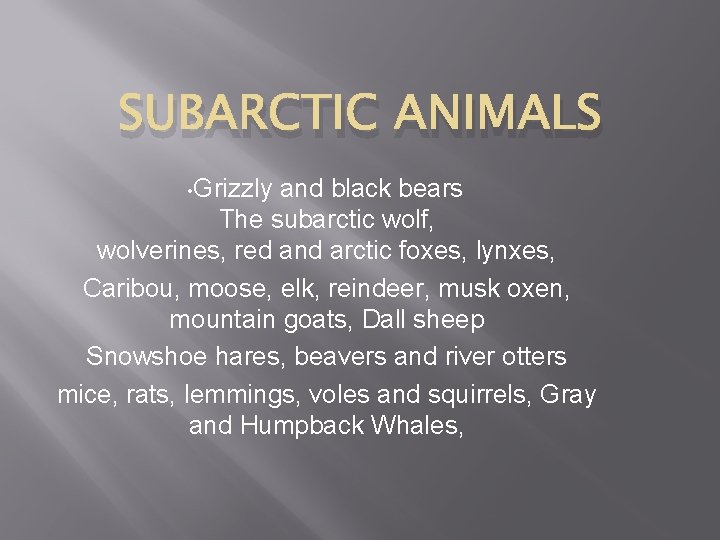 SUBARCTIC ANIMALS • Grizzly and black bears The subarctic wolf, wolverines, red and arctic