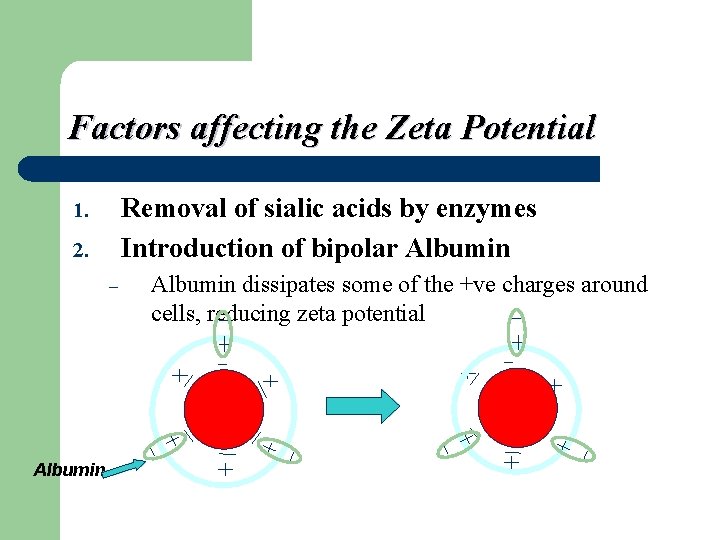 Factors affecting the Zeta Potential Removal of sialic acids by enzymes Introduction of bipolar