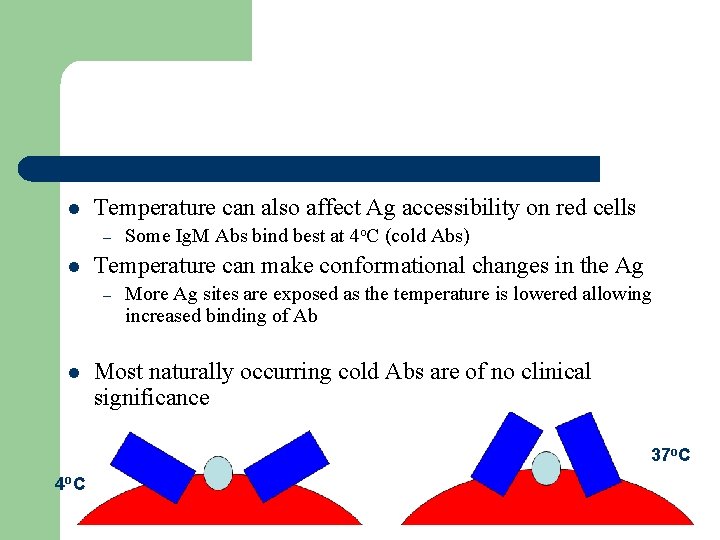 l Temperature can also affect Ag accessibility on red cells – l Temperature can