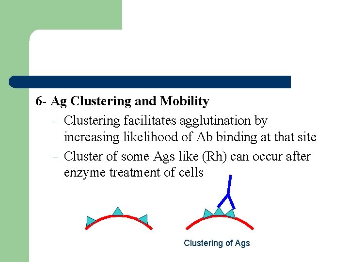 6 - Ag Clustering and Mobility – Clustering facilitates agglutination by increasing likelihood of