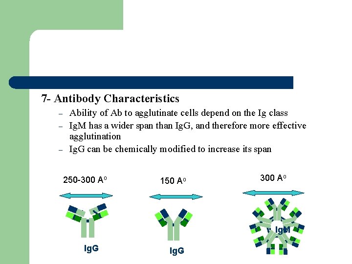 7 - Antibody Characteristics – – – Ability of Ab to agglutinate cells depend
