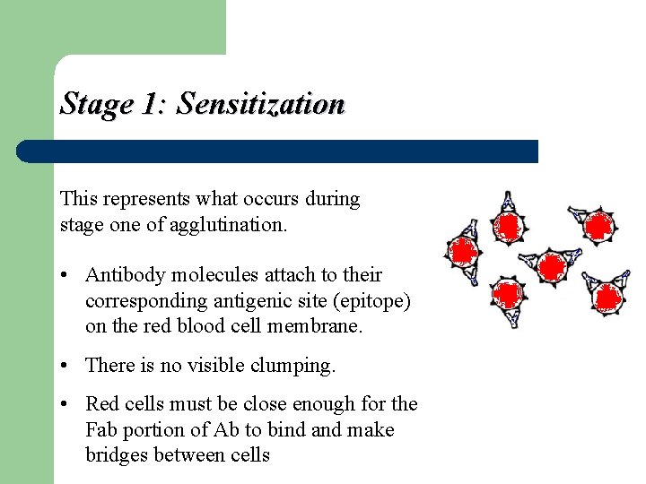 Stage 1: Sensitization This represents what occurs during stage one of agglutination. • Antibody