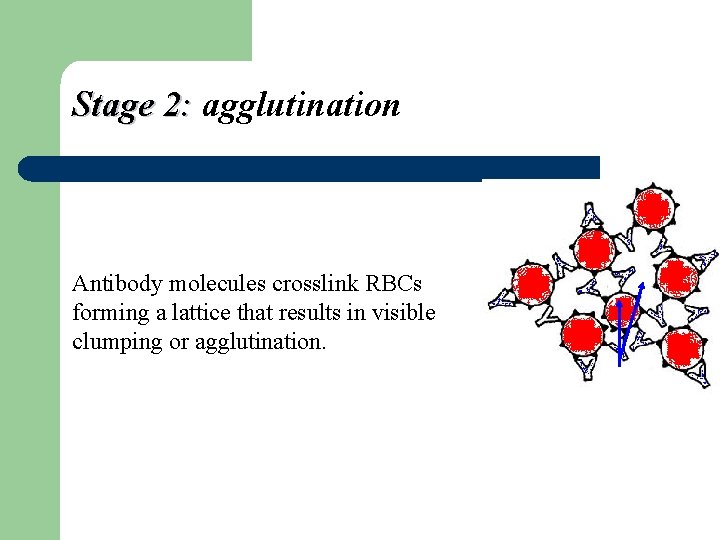 Stage 2: agglutination Antibody molecules crosslink RBCs forming a lattice that results in visible