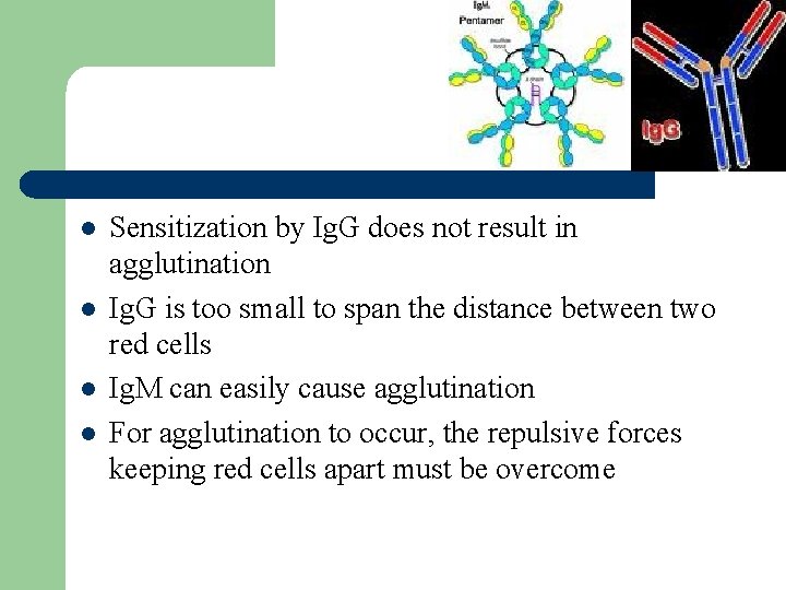 l l Sensitization by Ig. G does not result in agglutination Ig. G is