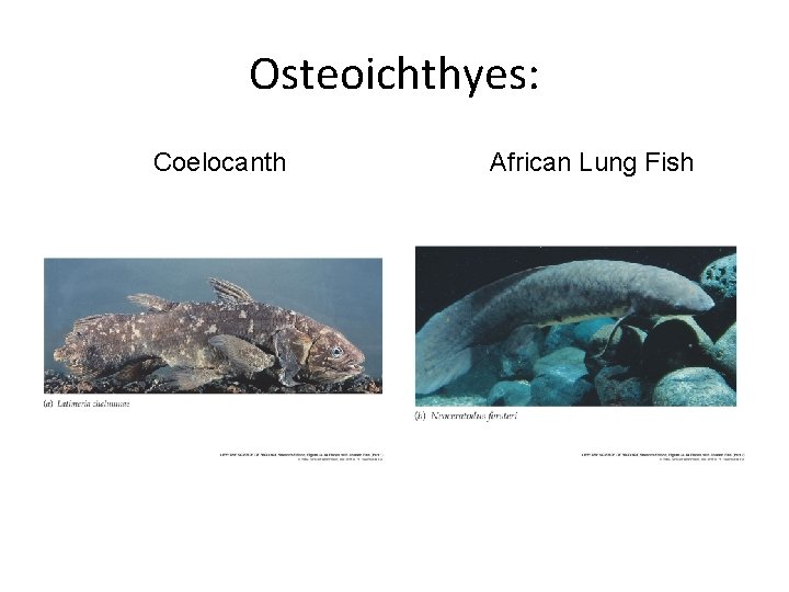 Osteoichthyes: Coelocanth African Lung Fish 