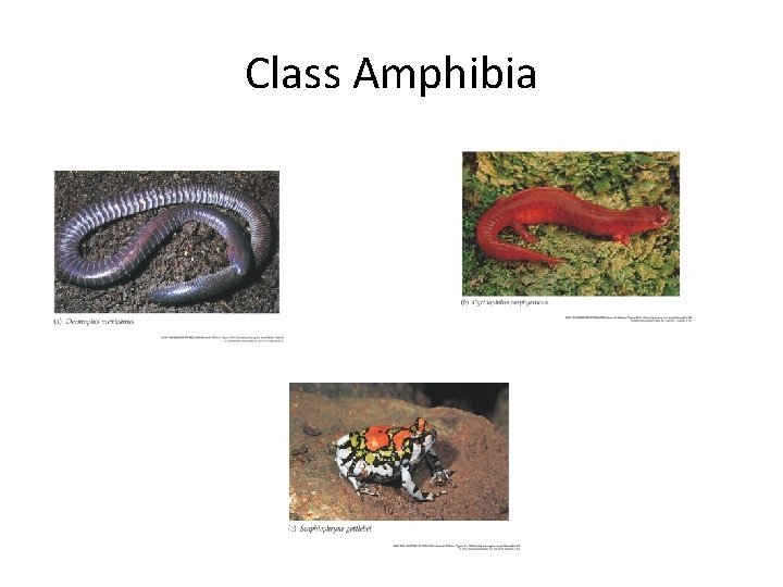 Class Amphibia 