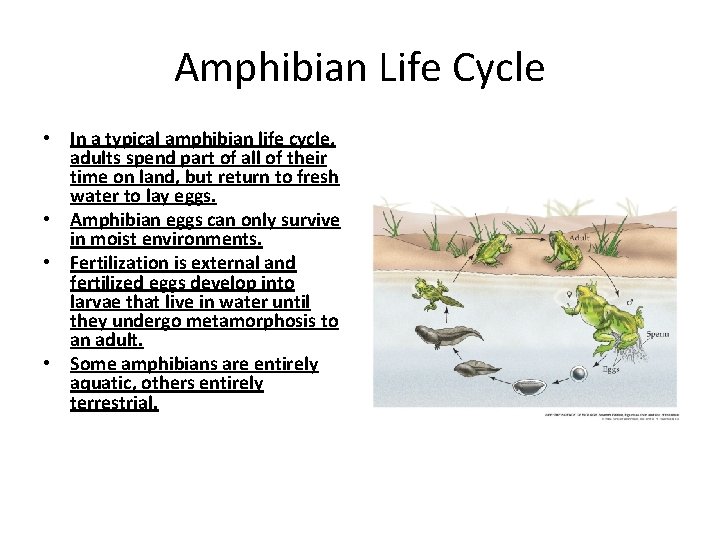 Amphibian Life Cycle • In a typical amphibian life cycle, adults spend part of