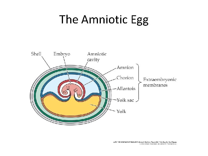 The Amniotic Egg 