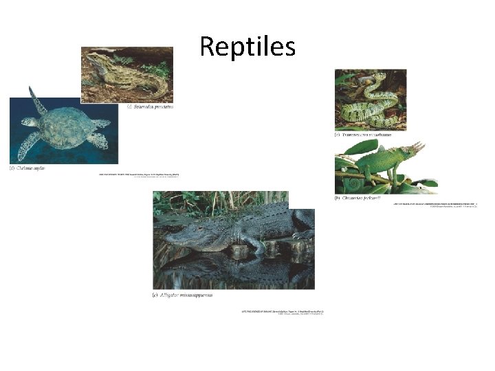 Reptiles 