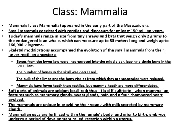 Class: Mammalia • • Mammals (class Mammalia) appeared in the early part of the