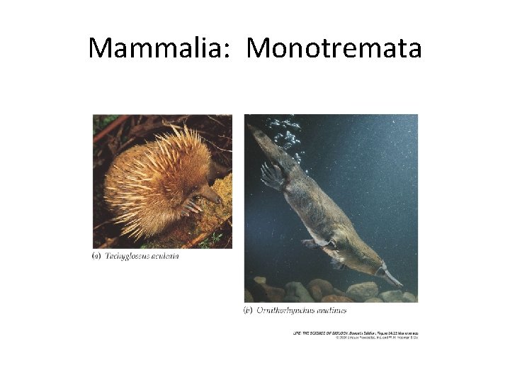 Mammalia: Monotremata 