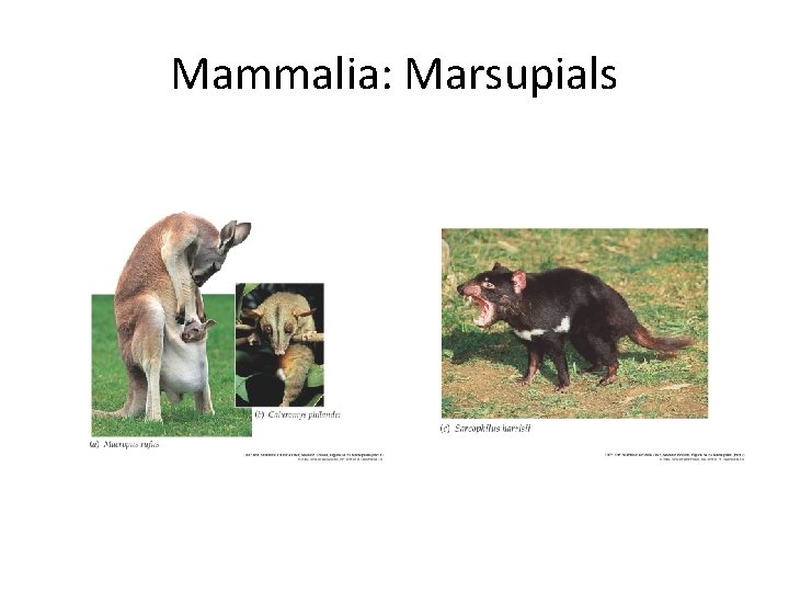 Mammalia: Marsupials 