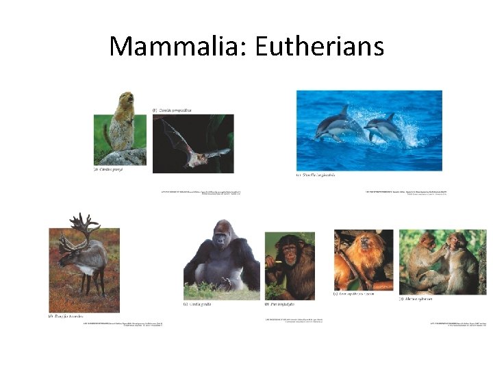 Mammalia: Eutherians 