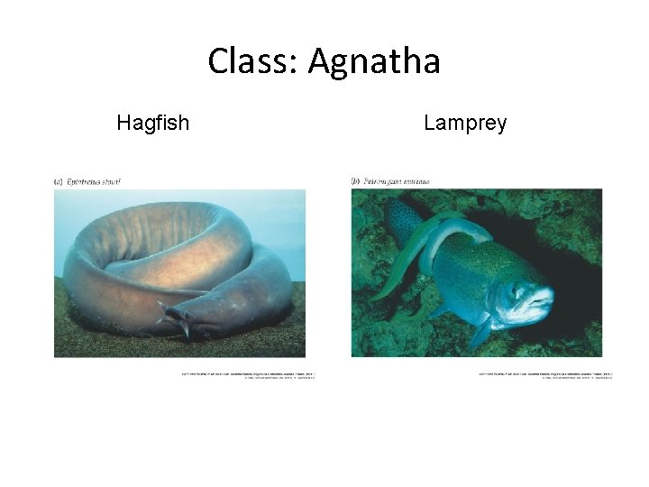 Class: Agnatha Hagfish Lamprey 