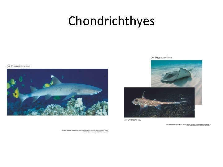 Chondrichthyes 