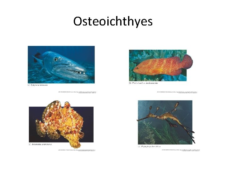 Osteoichthyes 