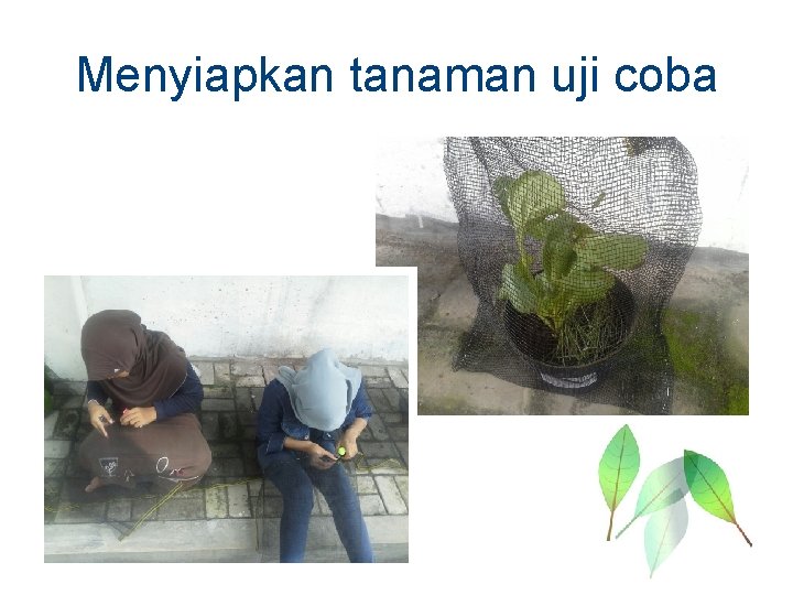 Menyiapkan tanaman uji coba 