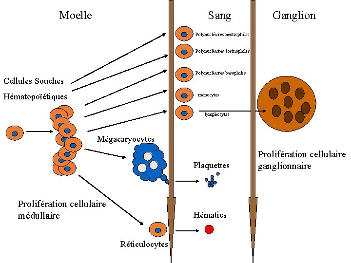 Moelle Sang Ganglion Polynucléaires neutrophiles Polynucléaires éosinophiles Polynucléaires basophiles Cellules Souches Hématopoïétiques monocytes lymphocytes