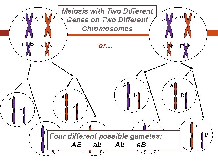 A a A B B a b Meiosis with Two Different Genes on Two