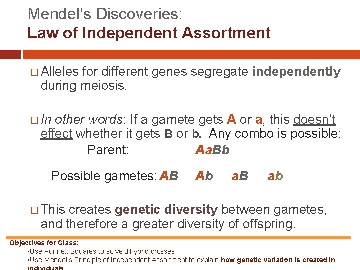 Mendel’s Discoveries: Law of Independent Assortment � Alleles for different genes segregate independently during
