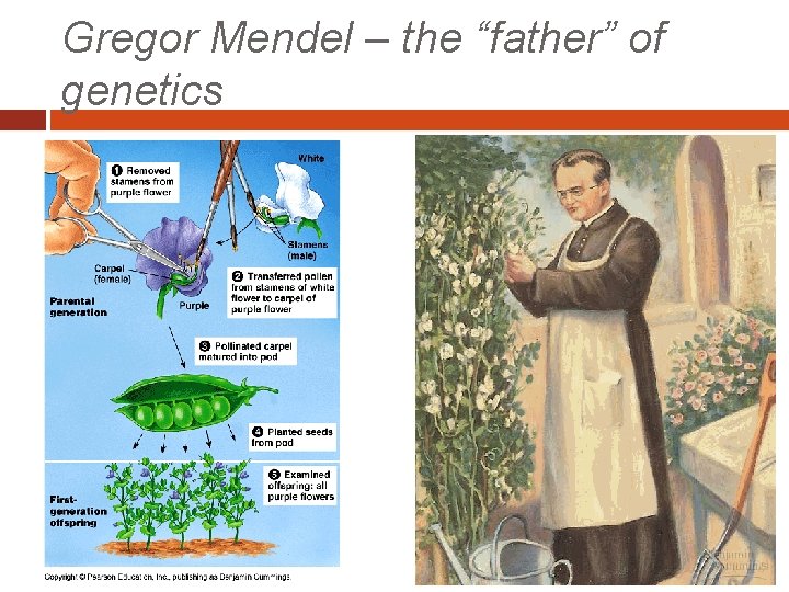 Gregor Mendel – the “father” of genetics 