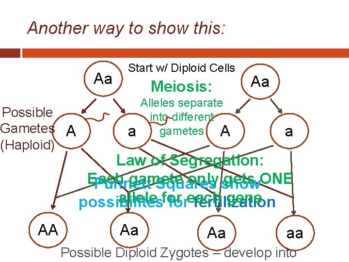 Another way to show this: Aa Possible Gametes A (Haploid) AA Start w/ Diploid
