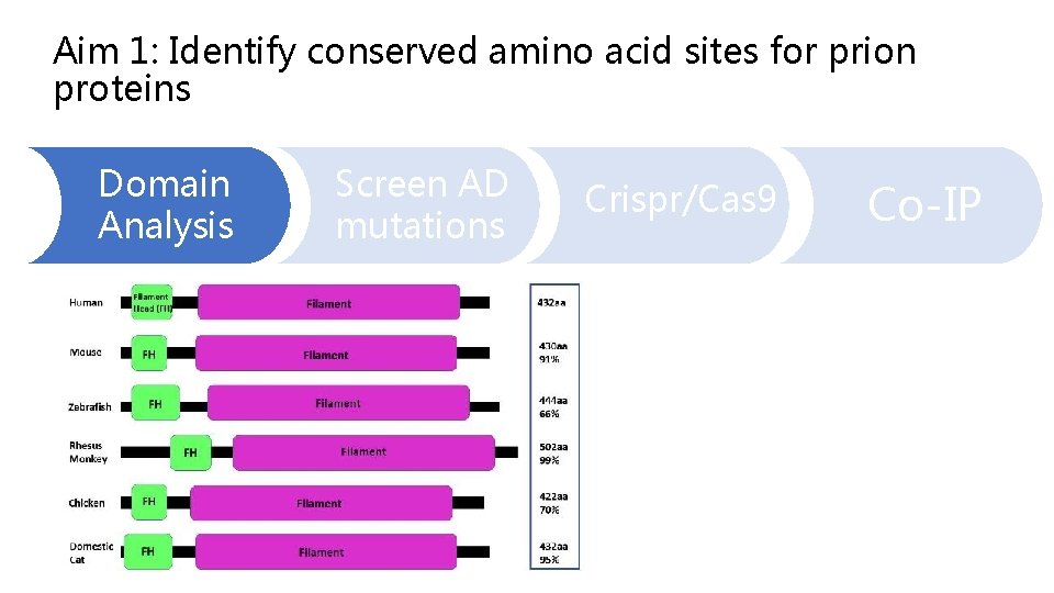 Aim 1: Identify conserved amino acid sites for prion proteins Domain Analysis Screen AD