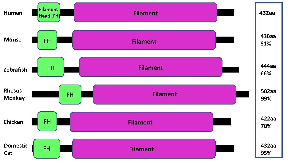 Human Mouse Zebrafish Filament Head (FH) FH 432 aa Filament 430 aa 91% Filament