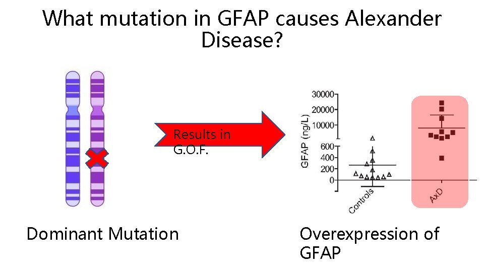 What mutation in GFAP causes Alexander Disease? Results in G. O. F. Dominant Mutation