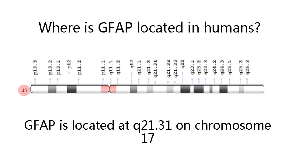 Where is GFAP located in humans? GFAP is located at q 21. 31 on