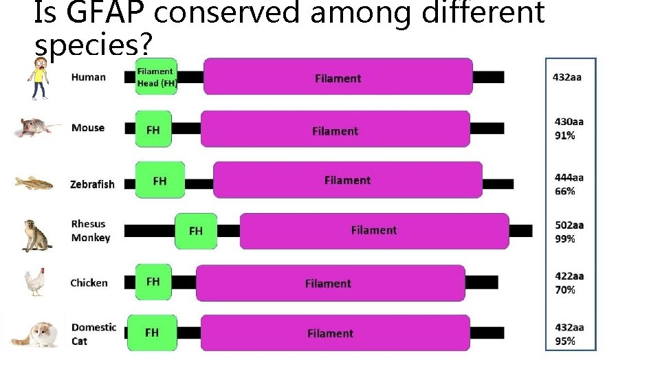 Is GFAP conserved among different species? 