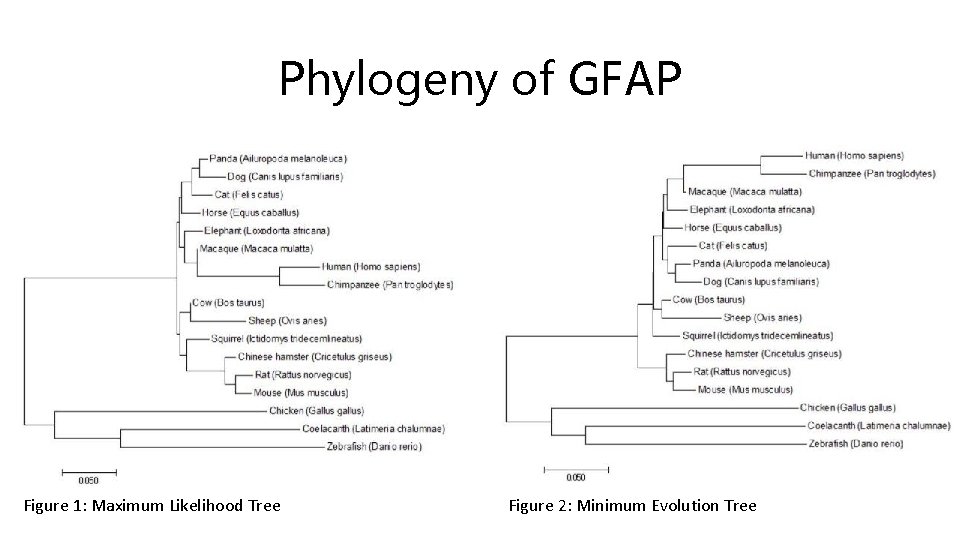 Phylogeny of GFAP Figure 1: Maximum Likelihood Tree Figure 2: Minimum Evolution Tree 